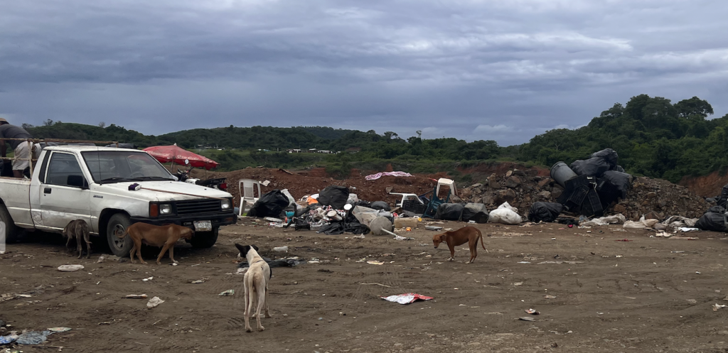 Picture of the dump with many stray dogs